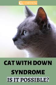 Cat With Down Syndrome Is It Possible Cat Parenting Down Syndrome Cat Cats