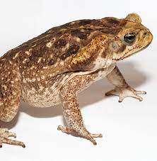 The Poisonous Cane Toad Veterinary Hospital South Tampa Vet