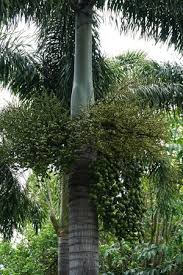 Image result for Wodyetia