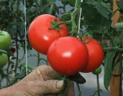 Tuteur tomate spirale 1m80 #, tuteur tomate en spiraletuteur en acier galvaniseideal pour accrocher vos plants de tomateshauteur 1.80 mvendu a l'unite. Tomates Sans Taille Sans Tuteur Et Sans Eau La Culture Libre