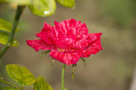 Jun 18, 2021 · 12. Eine Blume Des Rosafarbenen Rosas Mawar Berduri Bunga Mawar Stockbild Bild Von Zimmerpflanze Familie 116484261