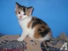 Cat for adoption - Sasha, an American Shorthair & Calico ...