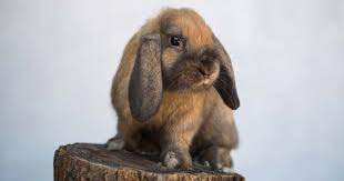 What Is A Holland Lop How To Care Lifespan Faq With Pictures