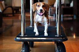 9 Pet Friendly Hotel Chains Smartertravel Pet Friendly Hotels Dog Friends Dog Friendly Accommodation