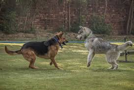 This husky dog has a loving personality and is good with children, dogs and cats. 9 Things To Know Before Getting A German Shepherd Husky Mix Pawleaks