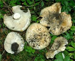 Image result for Russula variata