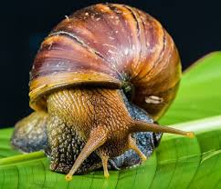 Los caracoles africanos gigantes son enormes caracoles que vienen de áfrica. Caracol Africano Plaga U Oportunidad Universidad Del Valle Cali Colombia