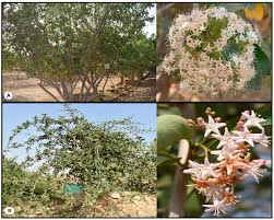 Image result for Ehretia obtusifolia