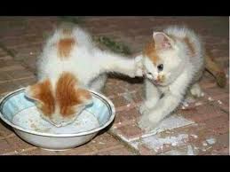 The Funniest And Most Hilarious Animal Videos 1 Funny Animal Compilation Watch Laugh Youtube Cute Animals Crazy Cats Cats