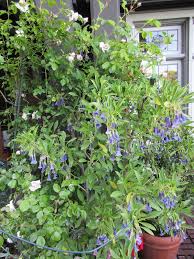 Image result for Iochroma