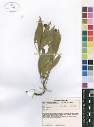 Image result for Maerua andradae