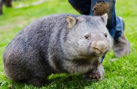 Like woodchucks, wombats are heavily built and virtually tailless burrowers with small eyes and short ears. Wombat Surge Worries Farmers Stock Journal South Australia