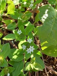 Image result for Richardia scabra