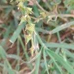 Image result for Oxygonum