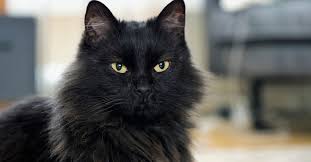 What breed of cat is maine coon? Everything About Black Maine Coon Largest Cat In World