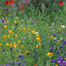 Go Wild In The Garden How To Sow Your Own Wildflower Meadow