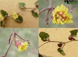 Image result for Merremia emarginata