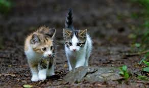 Check spelling or type a new query. Cara Merawat Anak Kucing Baru Tanpa Induk Dengan Mudah Pintarpet