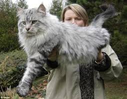 Our stud boy ch congocoons king cobra was measured today 8/11/05 at just. American Maine Coons Weighing Up To 35ibs Become Internet Hit Daily Mail Online