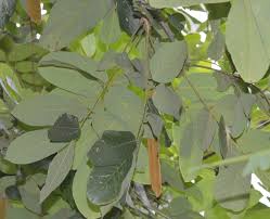 Image result for Millettia dura