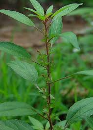 Image result for Acalypha pubiflora