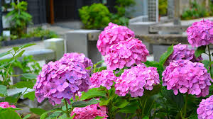 アジサイは5 7月が見頃時期の庭木 剪定 育て方 挿し木のコツも解説します