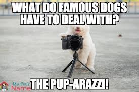 Maybe you would like to learn more about one of these? Dog Puns Waggishly Whimsical Dog Jokes To Howl At My Pet S Name