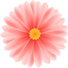 Daisy Red Flower Png Clipart Flowers Red Flowers Clip Art