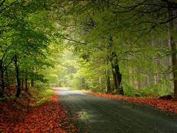 I Love A Ride In The Forest Ridecolorfully Beautiful Roads Forest Road Nature Wallpaper