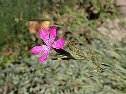 Image result for Dianthus chimanimaniensis