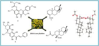 Image result for Helichrysum mechowianum