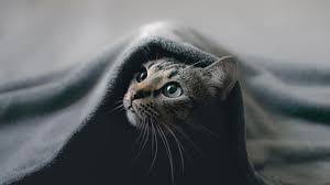Please contact us if you want to publish a cat 4k wallpaper on our site. Black White Cat Is Under Cloth 4k 5k Cat Hd Desktop Wallpaper Widescreen High Definition Fullscreen