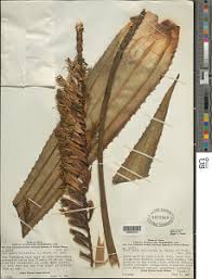 Image result for Aloe christianii