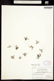 Image result for Bergia pentheriana