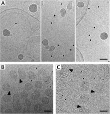 Google has many special features to help you find exactly what you're looking for. Plos Pathogens Assembly Maturation And Three Dimensional Helical Structure Of The Teratogenic Rubella Virus