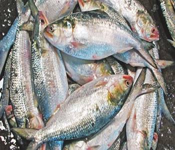 ইলিশ মাছ 1 pcs 800/900 gm