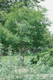 Image result for Amelanchier laevis