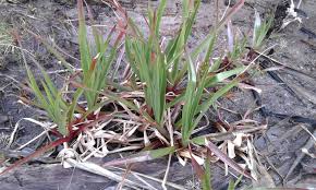Image result for Juncus lomatophyllus