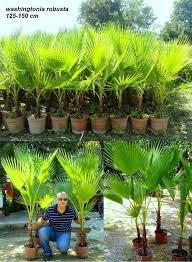 Check out our mexican palm tree selection for the very best in unique or custom, handmade pieces from our craft supplies & tools shops. Pin By Green Way On Washingtonia Robusta Palm Mexican Palm Tree Palm Trees Landscaping Palm Tree Pictures