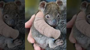 Woman reunites baby koala with his worried mom. Adorable Orphaned Baby Koala Gets Arm Cast After Falling From Tree