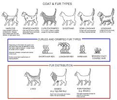 Coat Fur Types Curly Cat Cat Hug Cat Colors