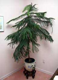 The norfolk island pine is the perfect houseplant for your home this holiday season. Wonderful Norfolk Pine Houseplants Norfolk Pine Christmas Tree Plant Houseplants