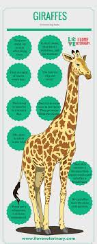 Interesting Facts About Giraffes An Infographic Fun Facts About Giraffes Giraffe Giraffe Facts
