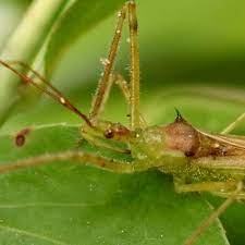 Sundew Assassin Bug Zelus Luridus Insect Identification Insects Assassin