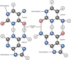 Organic Compounds Boundless Anatomy And Physiology