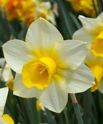 Narcissus Golden Echo 1 16 7 Wwy Y Appearing Emblazoned By The Sun Long Lasting Golden Echo Yields One To Three Flow Narcissus Flower Bulb Flowers Flowers
