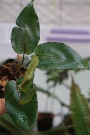 Image result for Diplazium nemorale