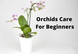 To care for an orchid after the blooms have fallen off is not that hard, and in this guide you'll learn how. Orchids Care For Beginners Multigardening
