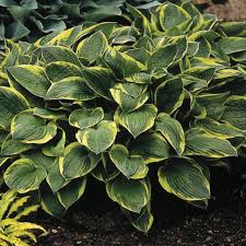 Image result for Ozoroa marginata