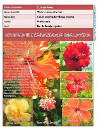 3,765 likes · 4 talking about this. Bunga Kebangsaan Malaysia I Green Nursery Sdn Bhd Facebook